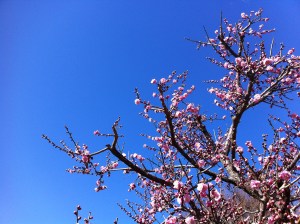 Plum blossom viewing