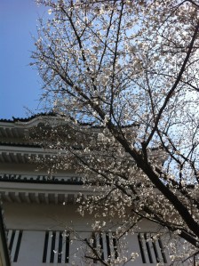 We went to Gyoda city museum which is located in a reconstructed Gosankaiyagura castle.